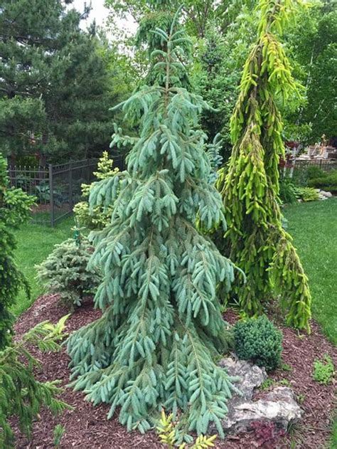 Pice Engelmanii Bushs Lace Weeping Evergreen Trees Ornamental