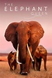 The Elephant Queen Details and Credits - Metacritic
