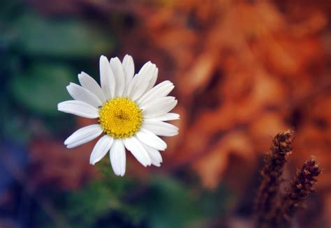 Daisy Flower Petals Close Up Hd Flowers 4k Wallpapers