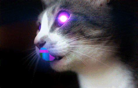 Laser Cat Kitten Gif WiffleGif