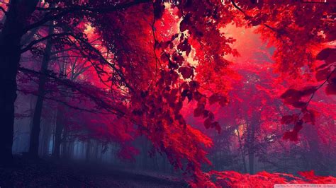 Red Hd Wallpapers 1080p 73 Images