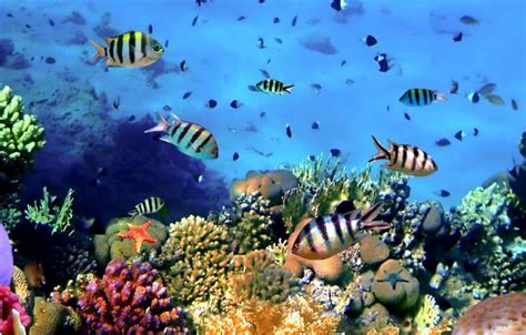 Aquatic Habitats Of The World Covenant Wildlife