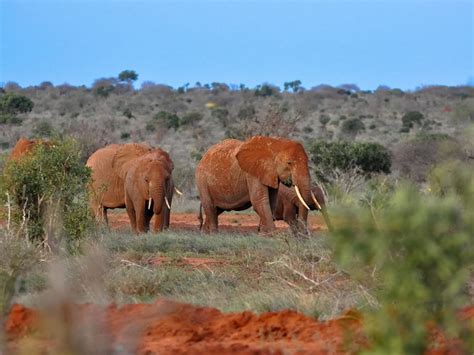 What Makes Kenya The Ideal Safari Destinations For Canadians Aard