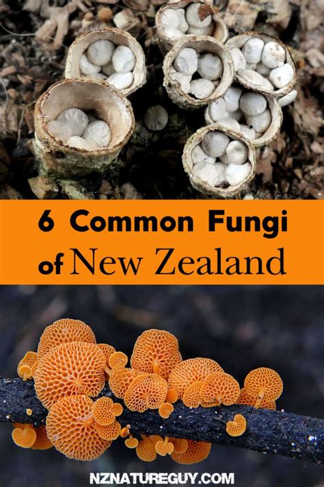 6 Common Fungi Of New Zealand New Zealand Nature Guy