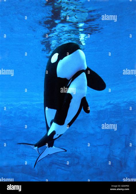 Killer Whale Orcinus Orca Female With Calf Stock Photo Alamy