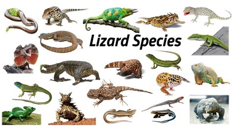 Lizard Species Fun List Of Lizards Leo And Lia Story Tv Youtube