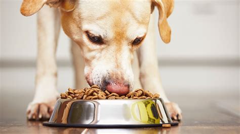 10 Best Dog Foods 2023 The Strategist Ph