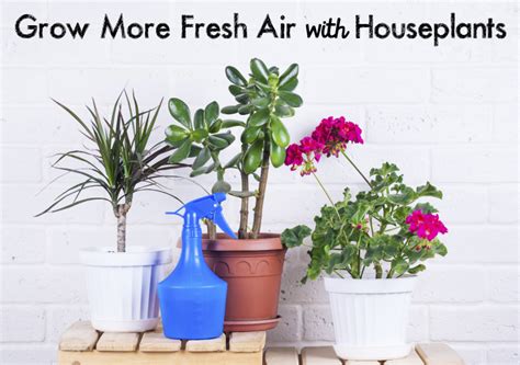 Grow Fresh Air With Houseplants Efficient Air Conditioning