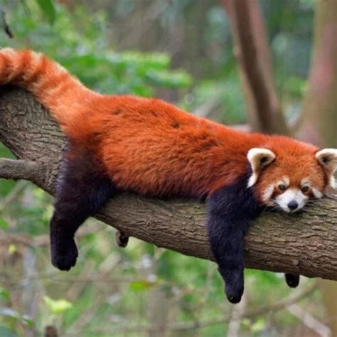 Red Pandas Exploring 10 Amazing Facts Of Endearing Creature