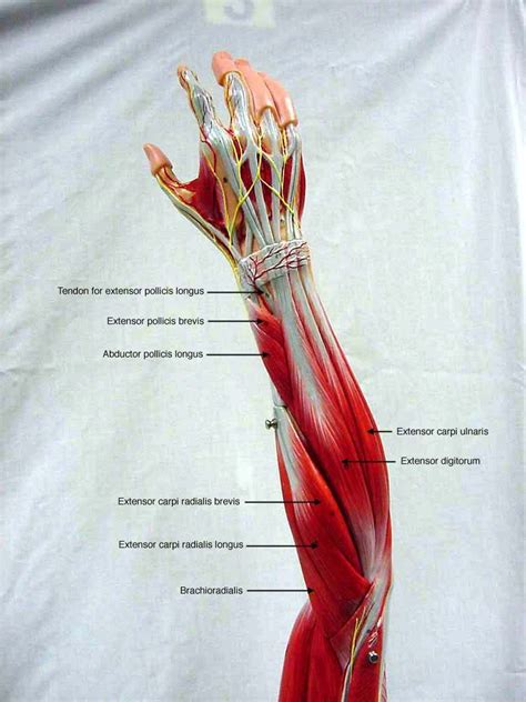 Arm Model Muscles Gross Anatomy Medical Anatomy Muscle Anatomy