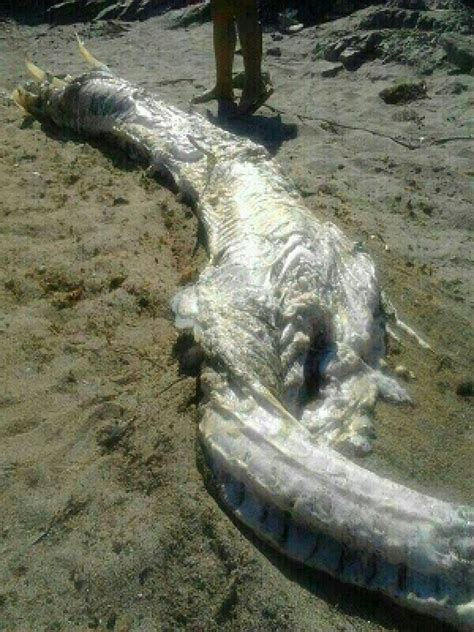Mysterious Sea Creature In Spain Washes Ashore Baffles