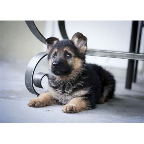 If you like one or more of our german shepherd puppies for sale above, feel free to visit their profile pages. German Shepherd Puppies Cost | PETSIDI