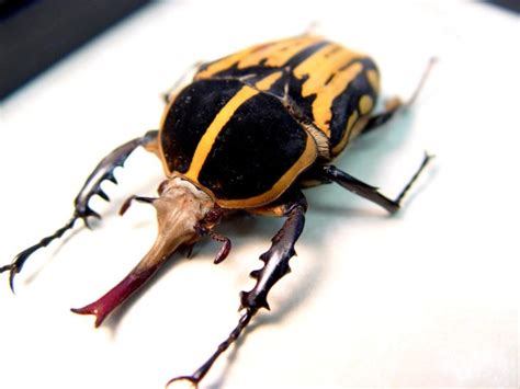 Chelorrhina Kraatzi Male 59mm African Flower Beetle Real Framed Beetle