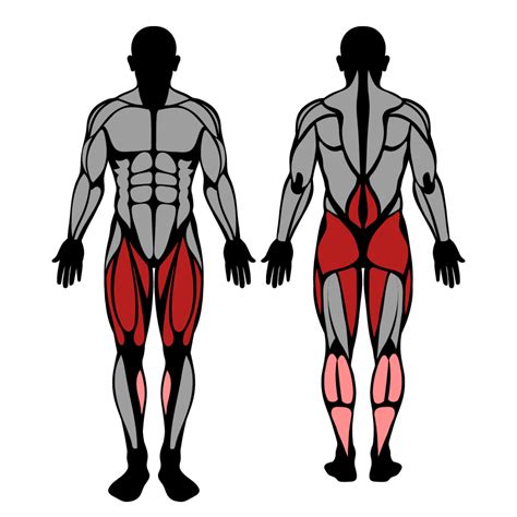 Smith Machine Squat Muscles Worked And Technique Strengthlog