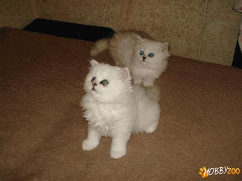 Pisici Persian Chinchila De Vanzare Hobby Zooro