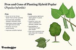 Planting Hybrid Poplar, Pros and Cons