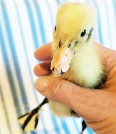 Ten Things You Need To Know About Raising Ducks Raising Ducks