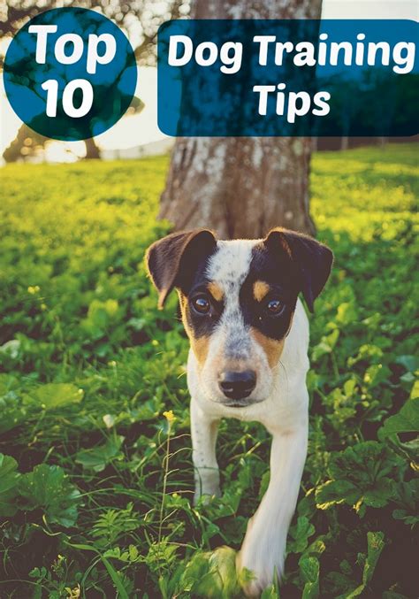 Top Ten Dog Training Tips Dogvills