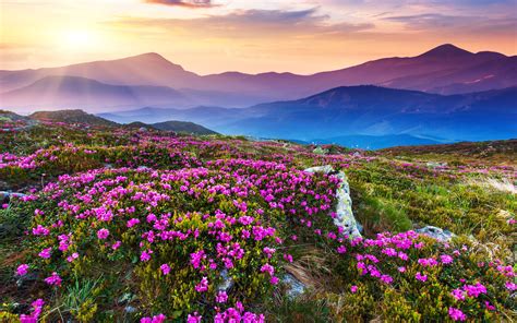 Flowers In The Mountains Wallpapers High Quality Download Free