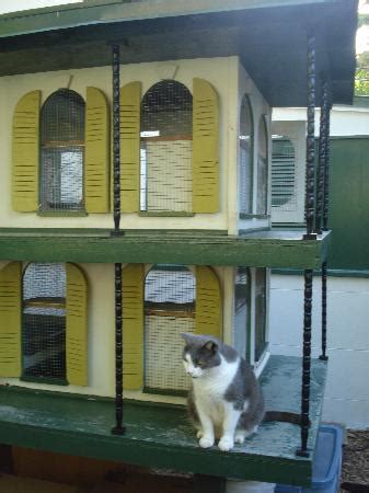 This gallery shows ernest hemingway with his beloved pets in idaho and at the finca vigia in cuba. cat condo at hemingway's house - Picture of The Ernest ...