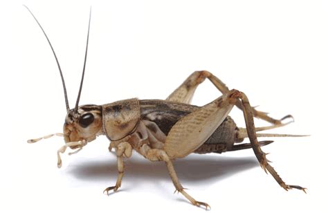 Crickets chirping gif by giphy studios originals. Cricket chirping gif 7 » GIF Images Download