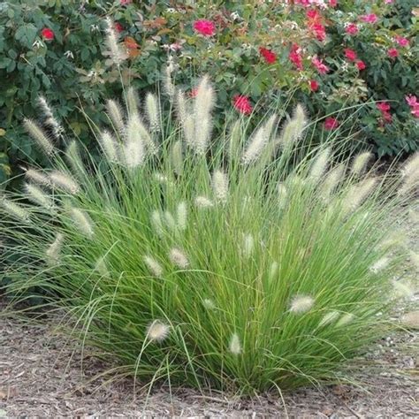FOUNTAIN GRASS Pennisetum Setaceum White Or Etsy Shade