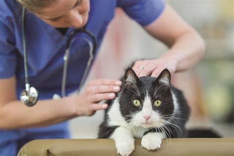 11 Cat Emergencies That Need Immediate Vet Attention Catster