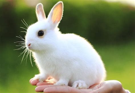 Cute White Rabbit Raww