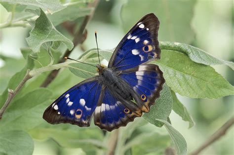 Lesser Purple Emperor Butterfly Kamran Web Photos