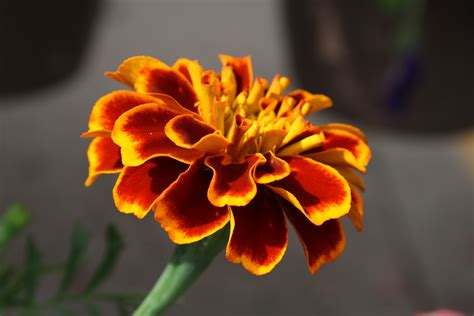 Marigold Flower Picture Free Photograph Photos Public