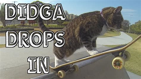 Cat Drops In At Skateboard Parks Go Didga Go Youtube
