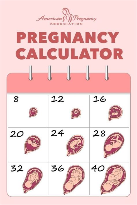 What Is A Pregnancy Calculator And What To Expect From It Flash