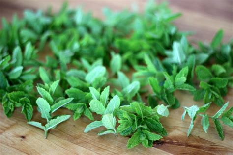 How To Dry Mint Leaves For Tea Moral Fibres Uk Eco