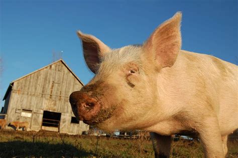 Most Common Pig Diseases Syptoms Prevention And Treatment