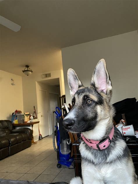 The ultimate loyal and hard working alsatian. German Shepherd Puppies For Sale | Mesa, AZ #324484