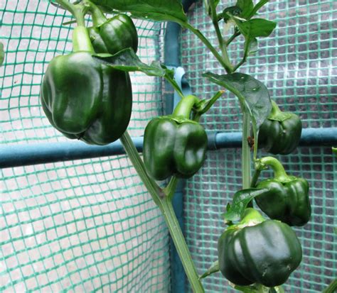 Growing Planting And Harvesting Sweet Bell Peppers