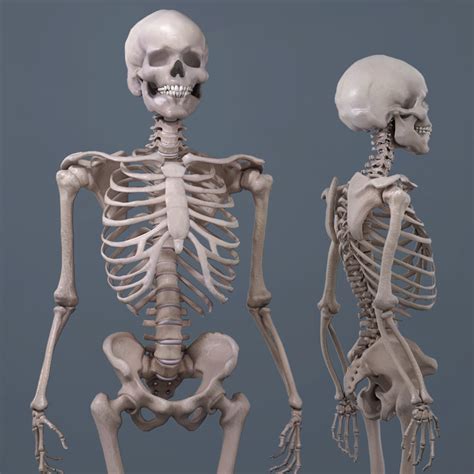 Human Bone Anatomy Model Human Skeleton 3d Model Axial And There
