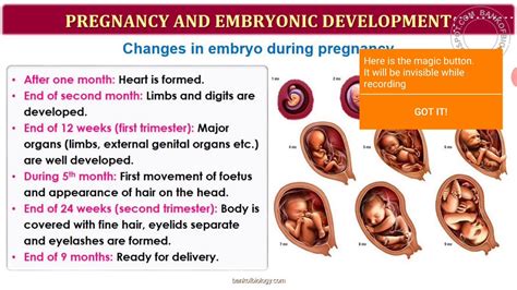 Human Reproduction Youtube