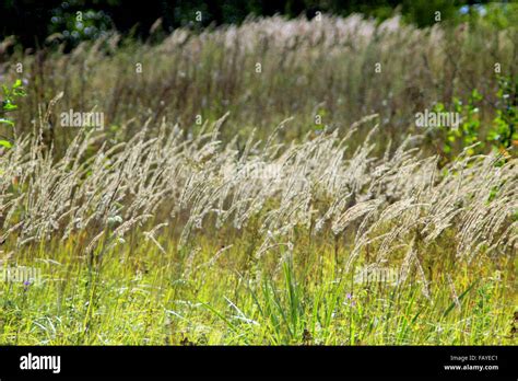 Green High Grass Hi Res Stock Photography And Images Alamy