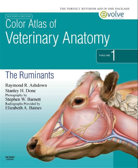 Color Atlas Of Veterinary Anatomy Volume 1 The Ruminants Pdfgripcom