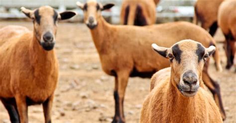 Barbados Blackbelly Sheep Breed Information History And Facts