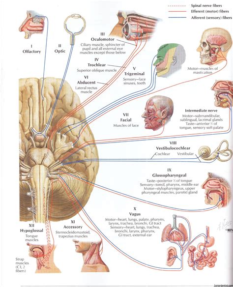 Description Of The Cranial Nerves