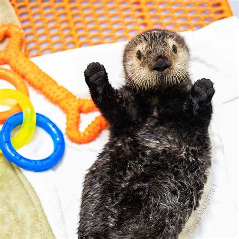 Waving Goodbye To Sea Otter Awareness Week 2023 — The Daily Otter