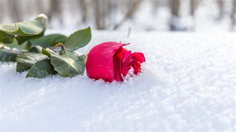 Картинка роза зимние красных Снег Цветы x