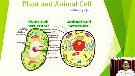 Animal Cell Vs Plant Cell Youtube