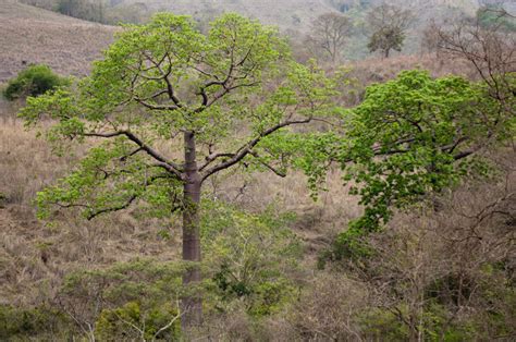 Biodiversidad Del Ecuador Ecosistemas Terrestres Del Ecuador 5760 The