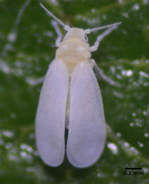 Aleurode Des Serres Trialeurodes Vaporariorum Picture Insect