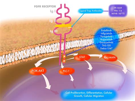 Fibroblast Growth Factor Receptor Fgfr Inhibitors In Urothelial