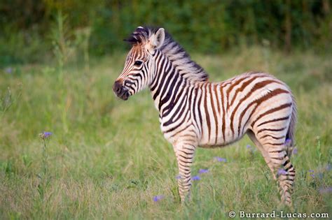 The Zebra Lovely Animal All Interesting Facts Animals