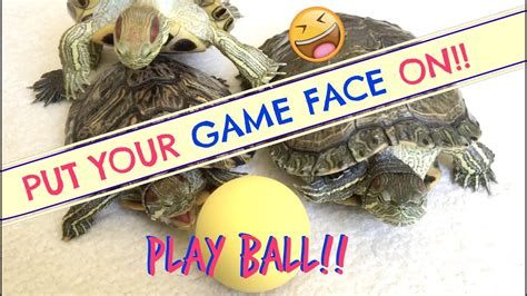 Turtle Adventures Turtles Play Ball Youtube